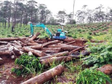 Image: Lam Dong authorities apply stricter measures as thousands of hectares of forest destroyed
