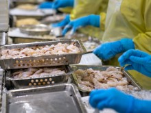 Image: Shrimp exports to rise 15 pct