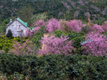 Image: Da Lat blanketed in pink of blooming cherry blossoms