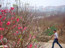 Image: Red peach blossoms bloom on the field of Nhat Tan