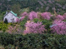 Image: Da Lat dipped in cherry blossom pink
