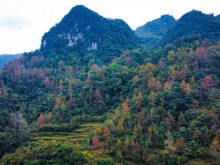 Image: Maple tree colors transform landscape in northern Vietnam district