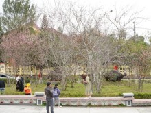 Image: Tourists flocked to “Da Lat 2 land” to see cherry blossoms