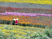 Image: Travel Hai Phong to Ha Lung flower village on Tet holiday
