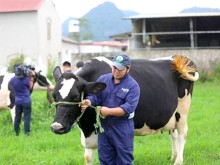 Image: Vinamilk and GTNFoods to buy 39.2 million shares of Mộc Châu Milk