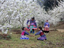 Image: Lost in the fairytale white plum blossom paradise in Bac Ha