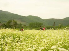 Image: The flourishing ‘Northwest flower’ valley in the Central attracts hundreds of people