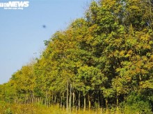 Image: Amazingly, the rubber forest in Binh Phuoc is the season of changing leaves