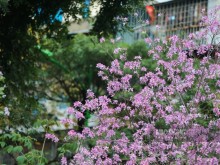 Image: Flowers of the Northwestern blooms beautifully on the streets of Hanoi