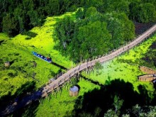 Image: Spring visitors Tra Su Melaleuca forest, check-in the longest bamboo bridge in Vietnam