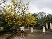 Image: The 80-year-old apricot tree attracts visitors
