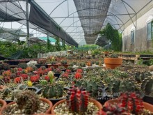 Image: Visit the “paradise” of the largest cactus and stone lotus in Can Tho