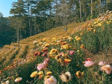 Image: Immortal flower hill Dalat attracts guests to check-in