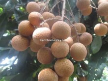 Image: Top 9 Tien Giang fruit gardens cause fever, eat well without worrying about the price