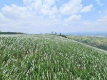 Image: H’Mong girl “blooming” beautifully on the hillside with white picturesque Dak Nong grass