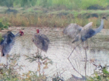 Image: Endangered red crowned cranes spotted to reappear in Mekong Dalta