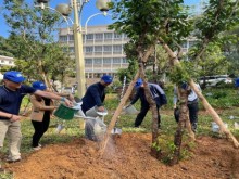Image: SNV contributes 3 000 cherry blossom trees for a green Vietnam