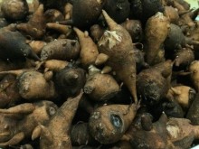 Image: Strangely, the “poisoned” porridge was only eaten at night, the bitter taste in Ha Giang