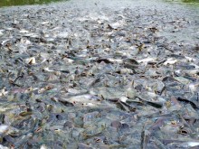 Image: Thousands of natural pangasius flocked to the house of the people in the Western