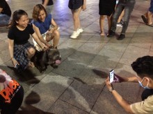 Image: At weekends, young people take their pets down the street to ‘celebrate’