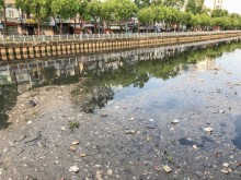 Image: Fish die en masse in Ho Chi Minh City canal following unseasonal rain