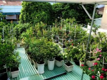 Image: Plant a 100-pot rose garden on the roof of his wife