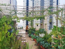 Image: Teacher 8X created a beautiful and lush vegetable garden in the heart of Ho Chi Minh City by himself