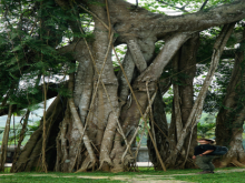 Image: 5 giant trees attract tourists across Vietnam