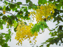 Image: In photo Golden shower tree around West Lake