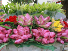 Image: In photo The vibrant colors of lotus blossom on Hanoi streets