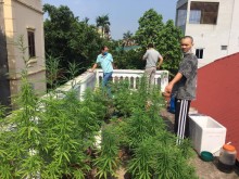 Image: Police bust cannabis farm on Hanoi residential rooftop