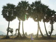 Image: About An Giang: Confused with palm trees in the field