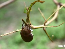 Image: Fruit growers suffer great losses from beetle devastation in Vietnamese province