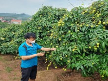 Image: Northern Vietnamese province to welcome 190 Chinese traders for lychee purchase