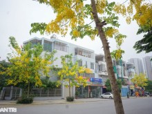 Image: Canary flowers are blooming beautifully in Hanoi