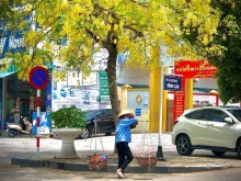 Image: Satisfied with the golden canaries blooming brilliantly on the streets of Thanh
