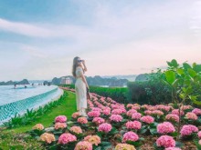 Image: The ‘flower paradise’ blooms brightly on Ha Long Bay
