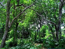 Image: Ru Linh primeval forest – ‘Green lung’ of Quang Tri tourism