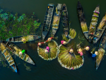 Image: Water lily harvest shot by Vietnamese photographer wins international prize