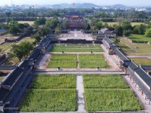 Image: Sunflower garden in Hue Imperial Palace
