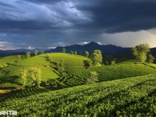 Image: The stunning scenery of Long Coc tea hills in Phu Tho