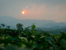 Image: Watching the sunset on Phu Tho tea hill