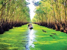 Image: 8 most beautiful forests in Vietnam