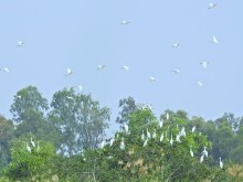 Image: Ngoc Hien Ca Mau Bird Sanctuary – an attractive destination for tourists when coming to Dat Mui