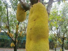 Image: Strange things that can only be found in Vietnam: Coconut shelled with water, meter-long jackfruit, longan fragrant dragon fruit,…