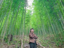 Image: Bamboo forest like in the swordplay movie in Mu Cang Chai