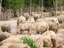 Image: Wildlife ‘time of separation’ in Vinpearl Safari Phu Quoc