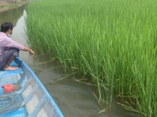 Image: Breeding wild fish and giant freshwater prawns in rice fields in the flood season