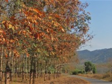 Image: Dak Ha season when rubber trees change leaves