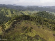 Image: Pine hills like ‘miniature Da Lat’ in Cao Bang